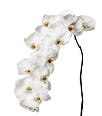 White orchid no background transparent