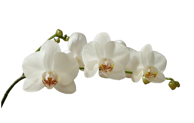 White orchid flower png no background 