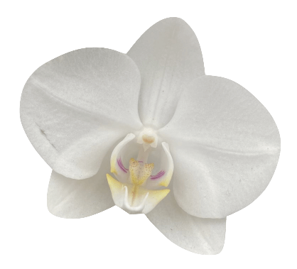 White orchid flower transparent no background