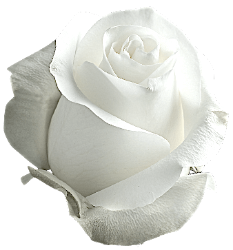 White rose PNG flower no background transparent