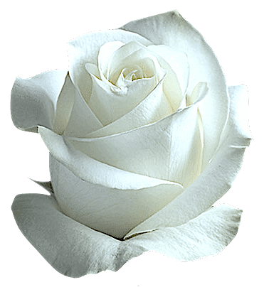 White rose PNG flower transparent
