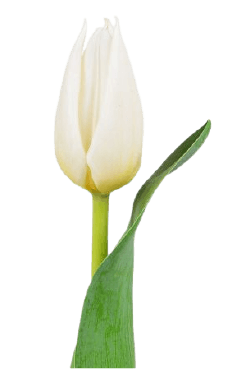 White tulip png transparent