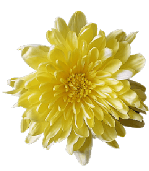 Yellow chrysanthemum PNG file transparent