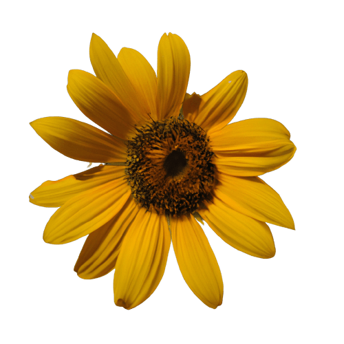 Yellow sunflower flower in PNG transparent