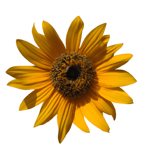 Yellow sunflower in PNG transparent no background