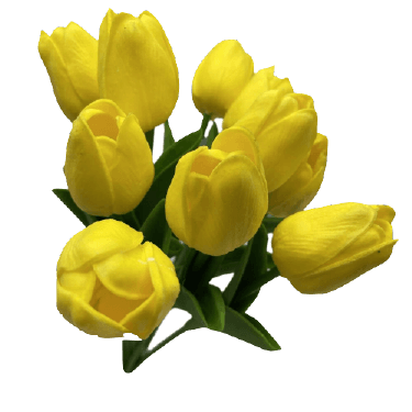 Yellow tulip flower PNG no background