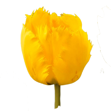 Yellow tulip flower png transparent