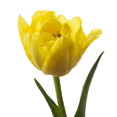 Yellow tulip PNG standart flower no background