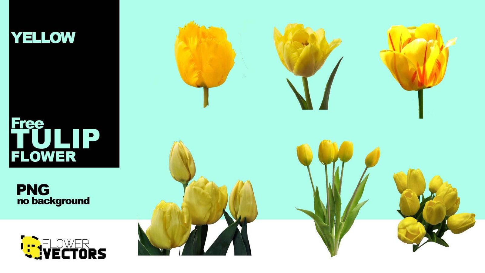 Yellow tulip PNG flower transparent no background