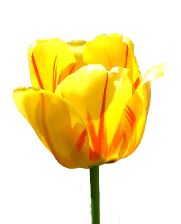 Yellow tulip with red PNG flower
